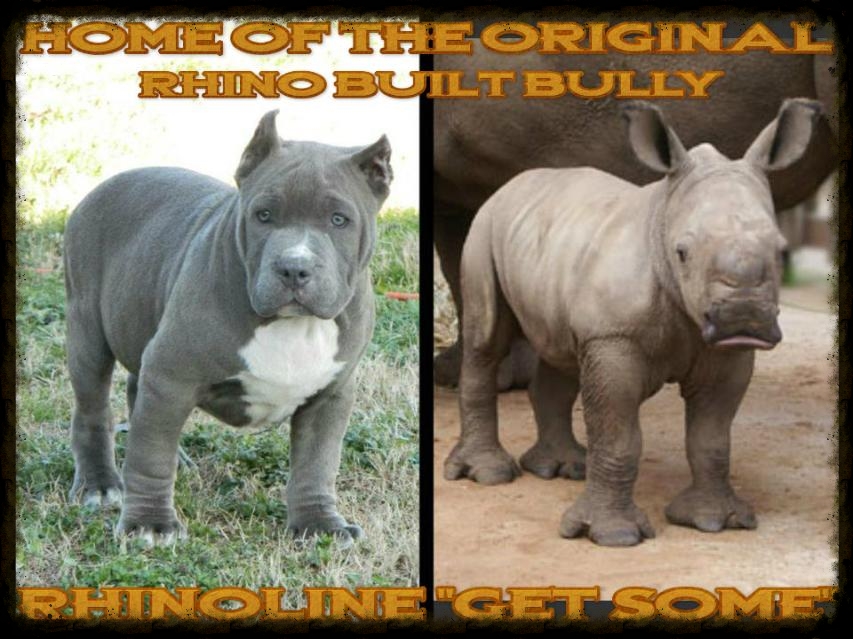 white rhino american bully